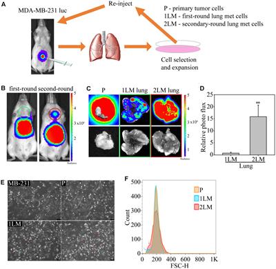 Nicotinic Acetylcholine Receptor Subtype Alpha-9 Mediates Triple-Negative Breast Cancers Based on a Spontaneous Pulmonary Metastasis Mouse Model